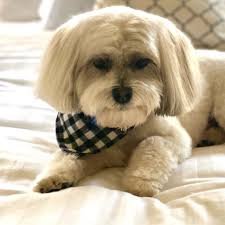 Boomer Matter: Salish Matter's Famous Dog Bio & Facts